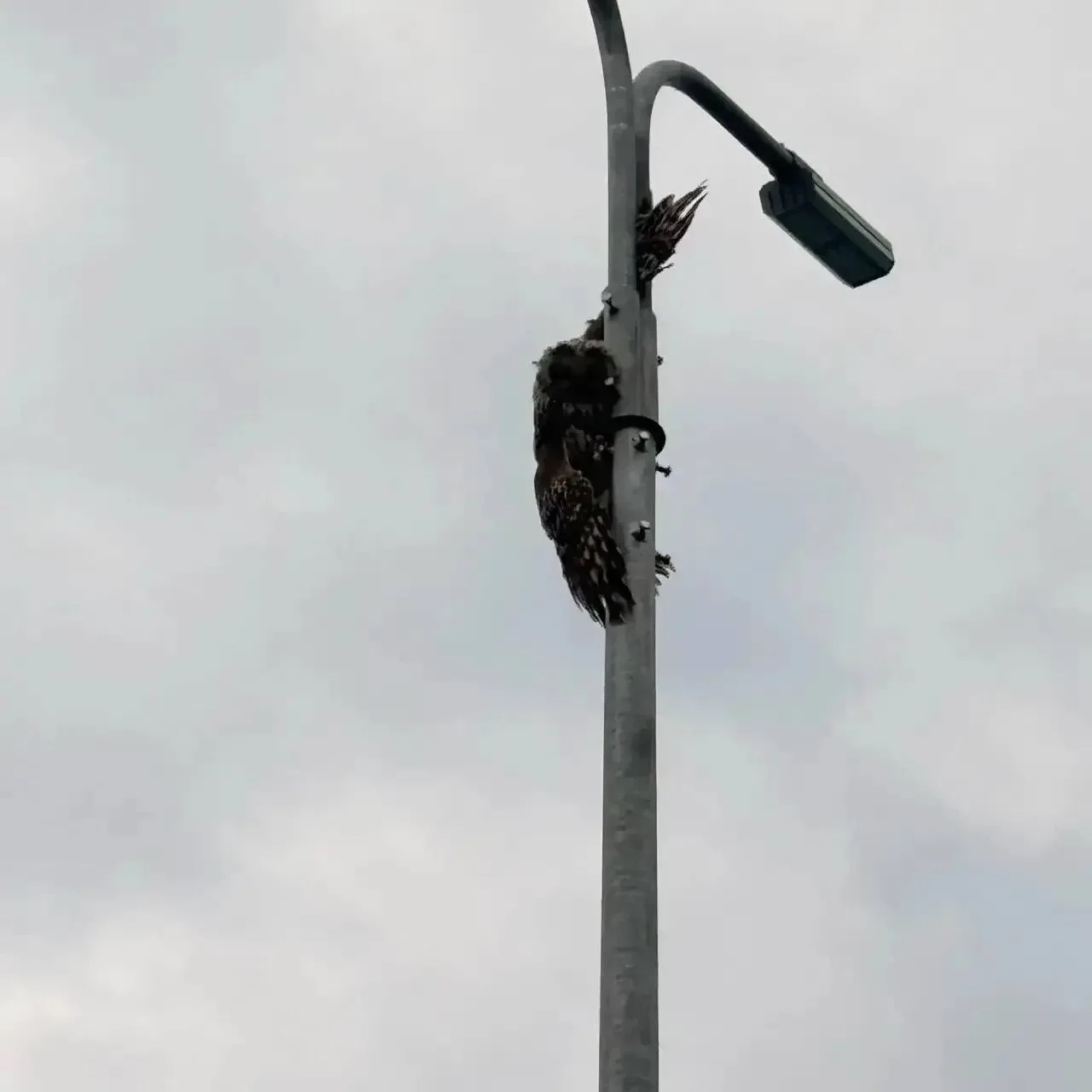 🦉🚒 В Тольятти спасатели сняли с высоты сову, которая угодила в ловушку на стройке.
