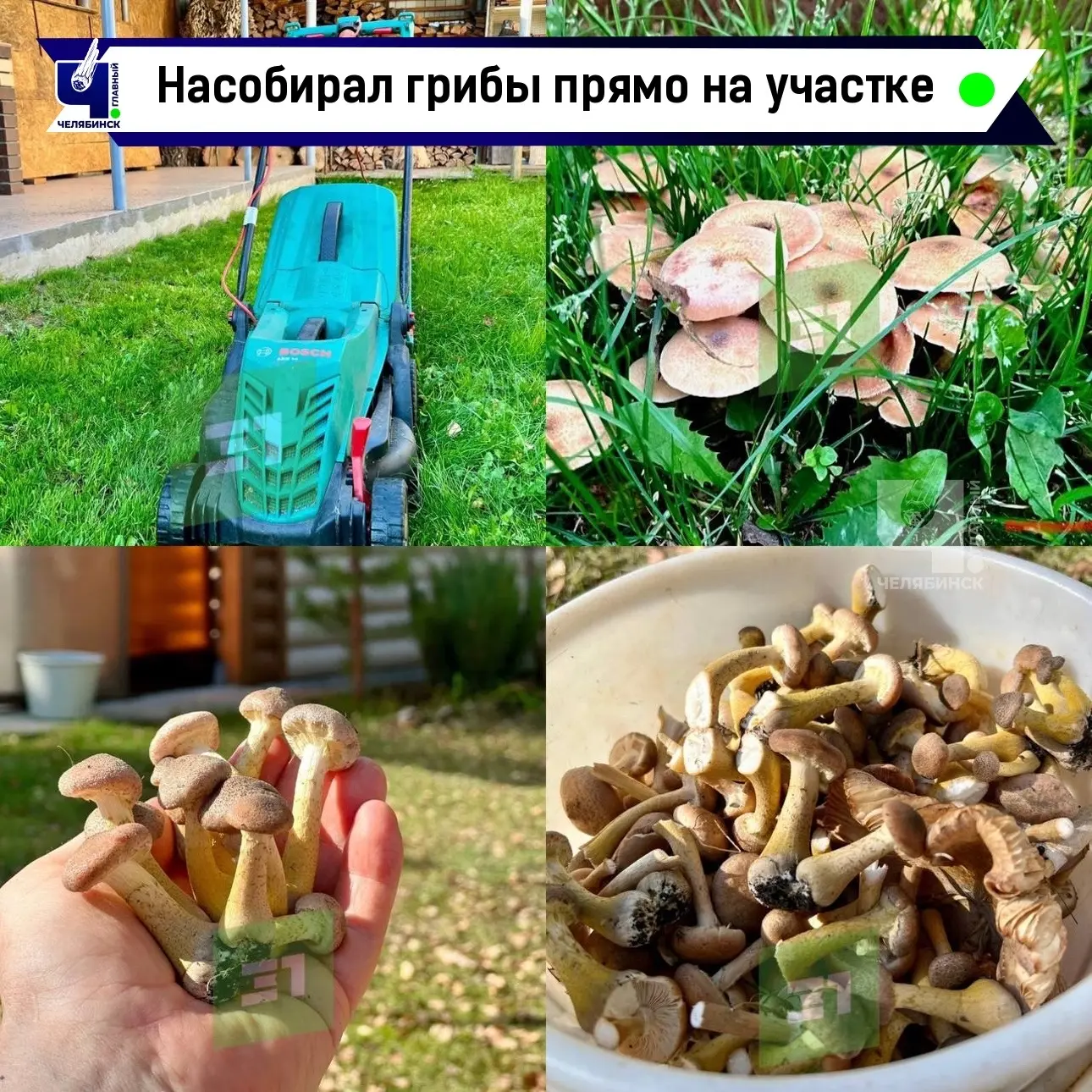🍄‍🟫 Полное ведро опят собрал в своем дворе челябинец