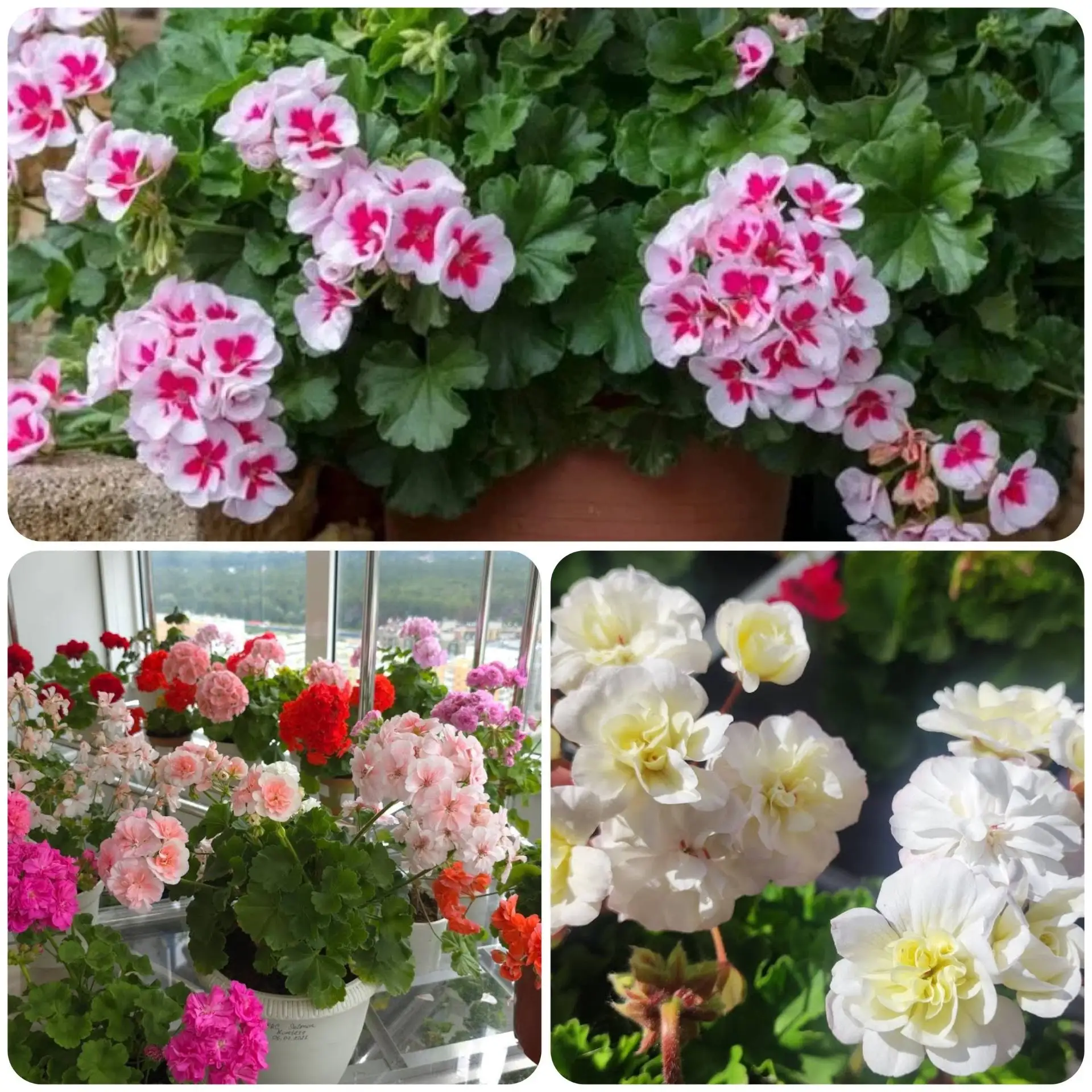 ▌ 🌸 ЧУДО-УДОБРЕНИЕ ДЛЯ ГЕРАНИ: пышное цветение без химии! 🌸
