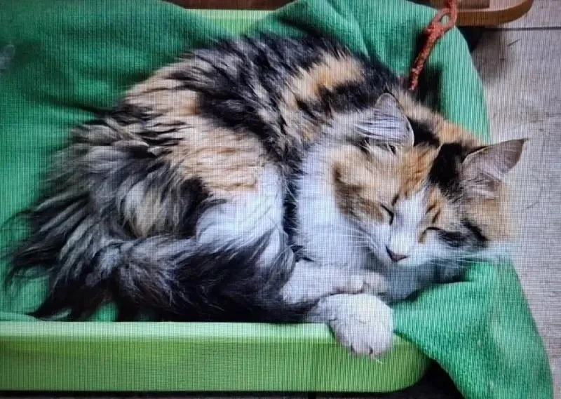 Потерялась трёхцветная кошка, ушла 14 июня из дома по адресу Фруктовая 1, может кто вид...