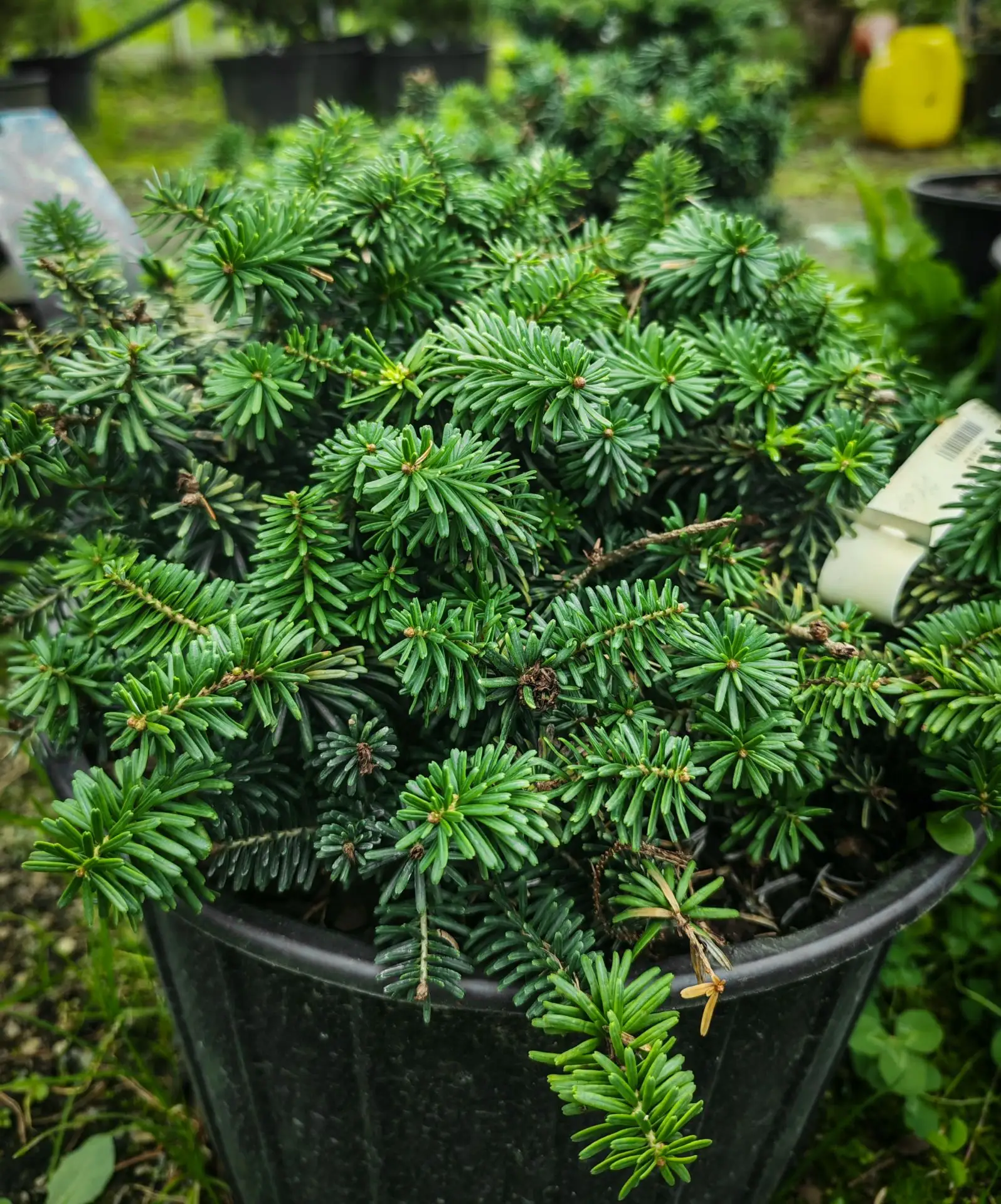Сейчас у нас есть в продаже пихты сортовые 💚🌲