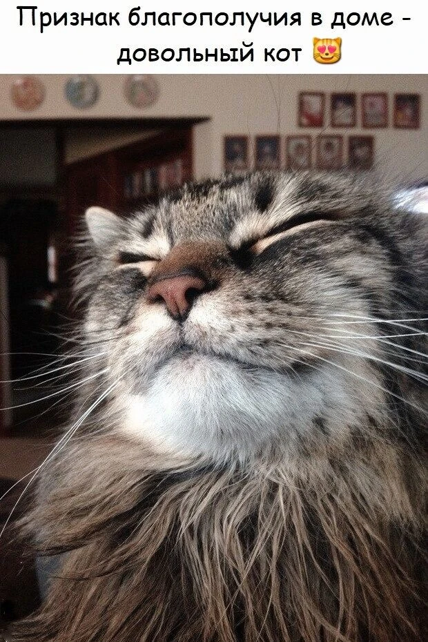 Добрый Мурзик 😻