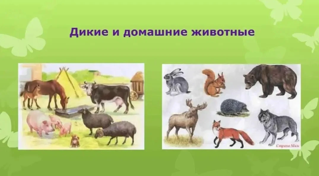 Беседа о диких и домашних животных.
Цель:
🦓Сформировать у детей целостное представление о многообра