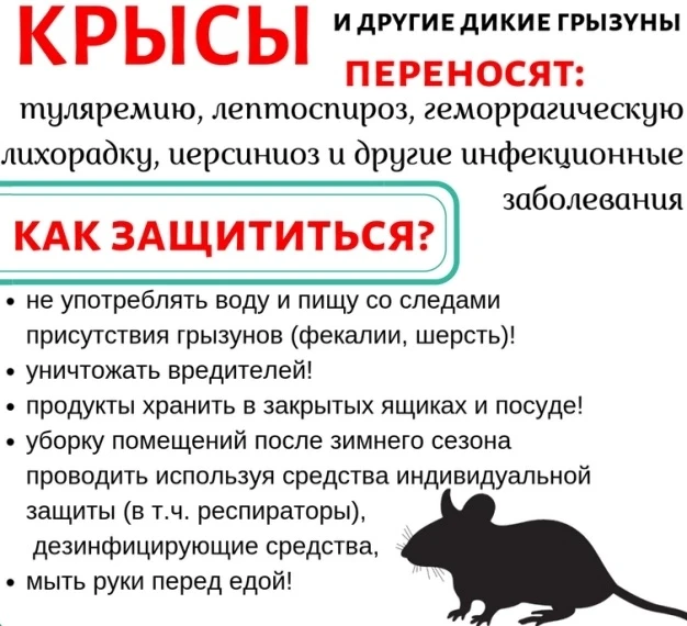 Дератизация.