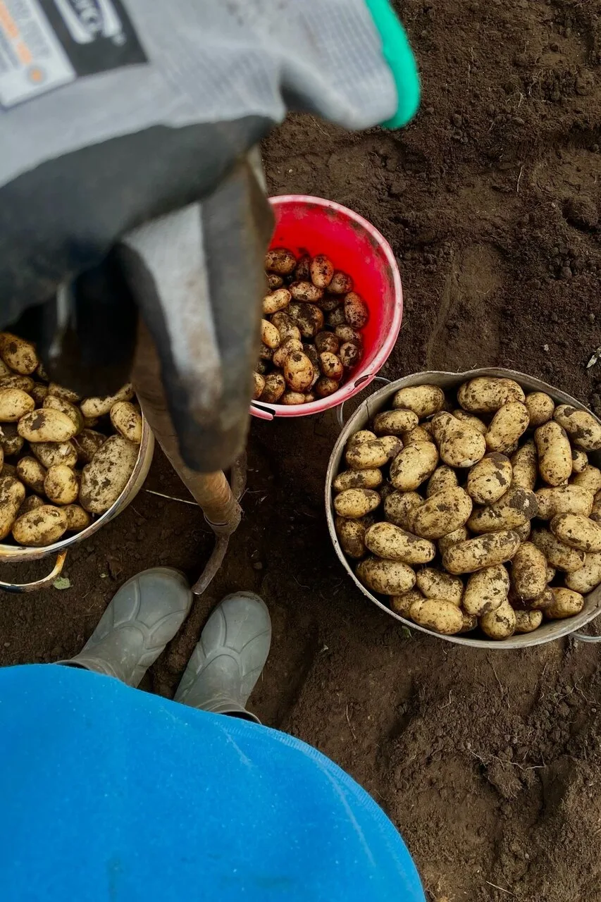 Хороший урожай картофеля? 🥔