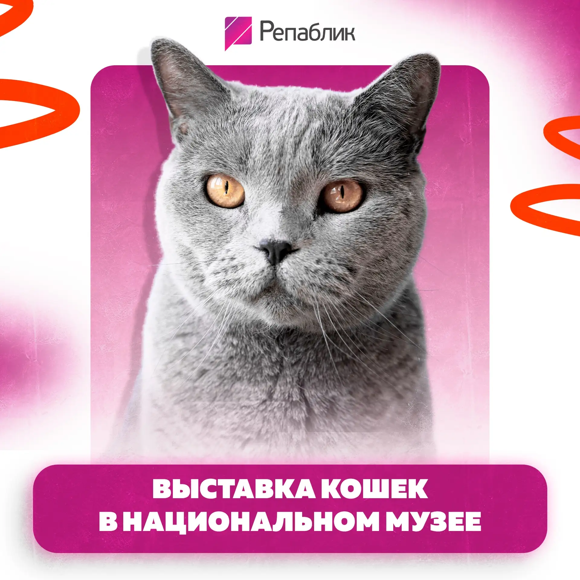 Кошачья выставка, где можно встретить даже кинкалоу и ламбкина 🐱