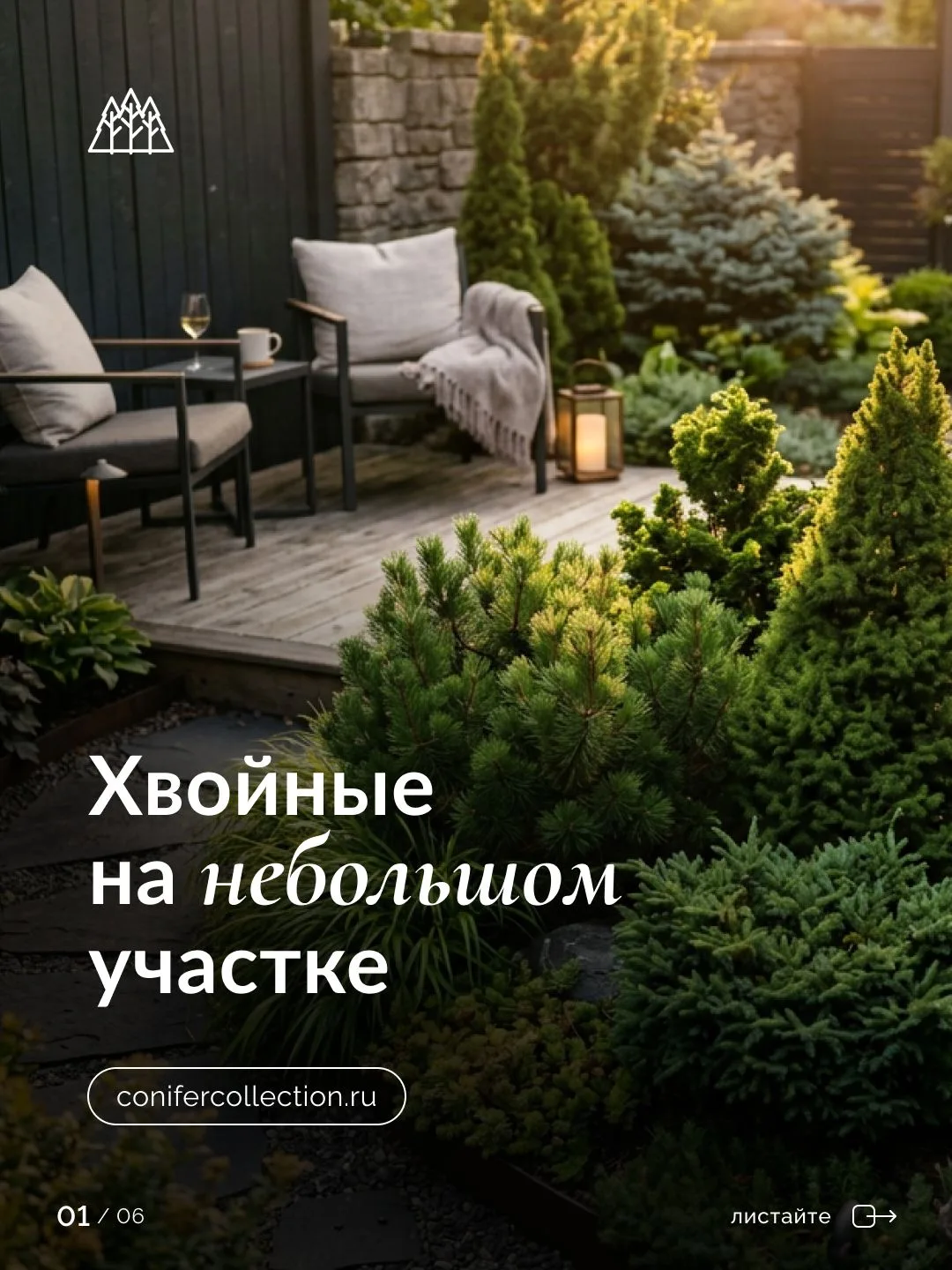 Маленький участок — не повод отказываться от хвойных