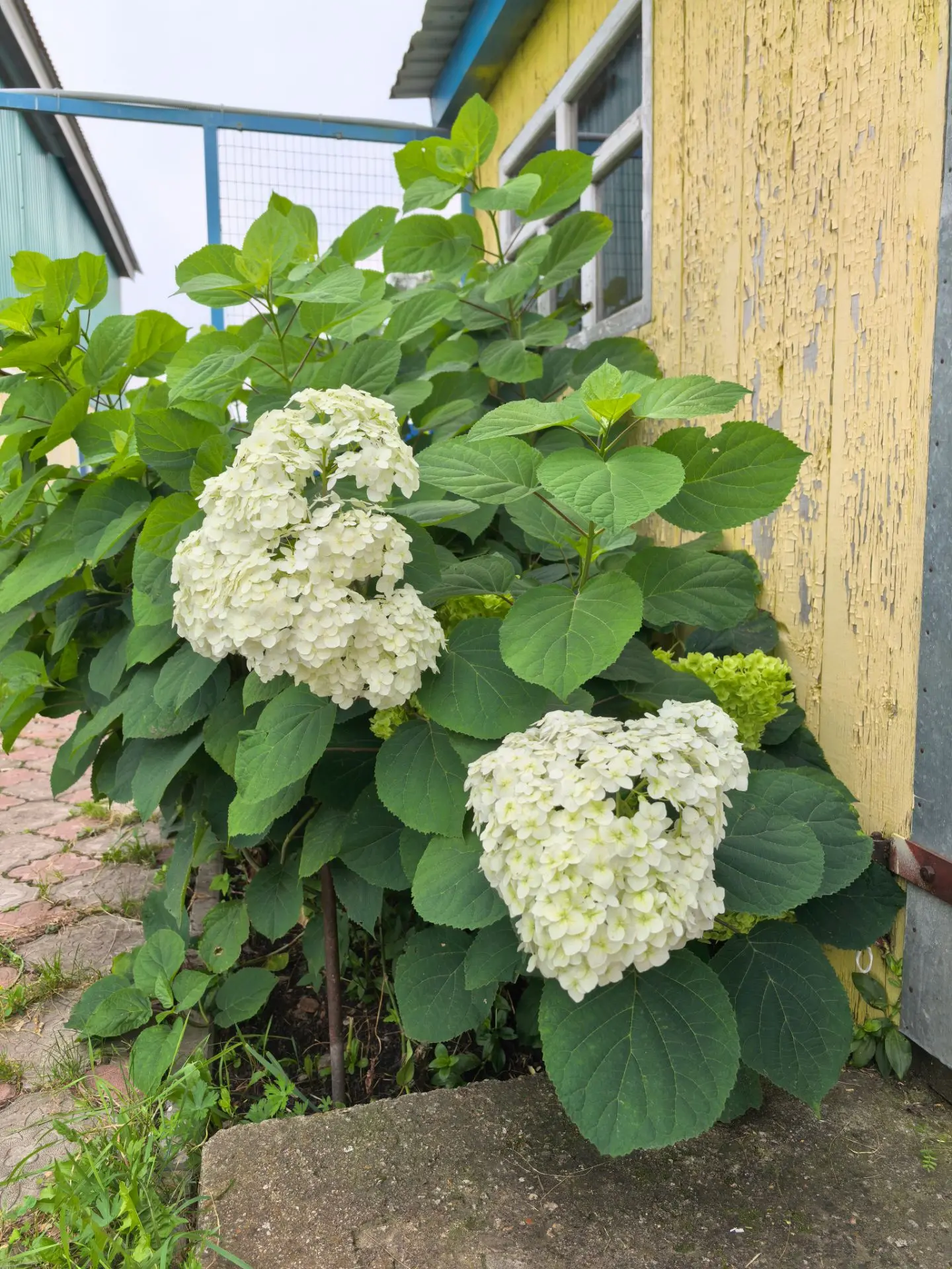 Мы дома🥰 наш дворик встретил нас распустившимися цветочками, а огород плодами.
 
Когда уезжали огур