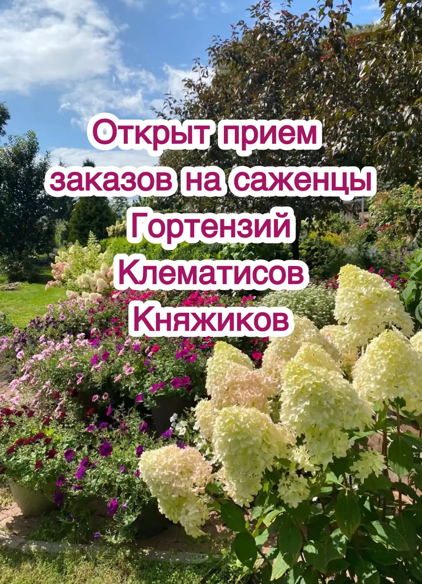 ❗️Открыт приём заказов на саженцы Гортензий и Клематисов❗️