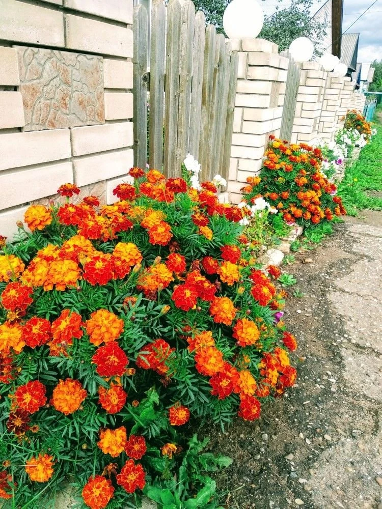 Использование бархатцев после цветения 🌸