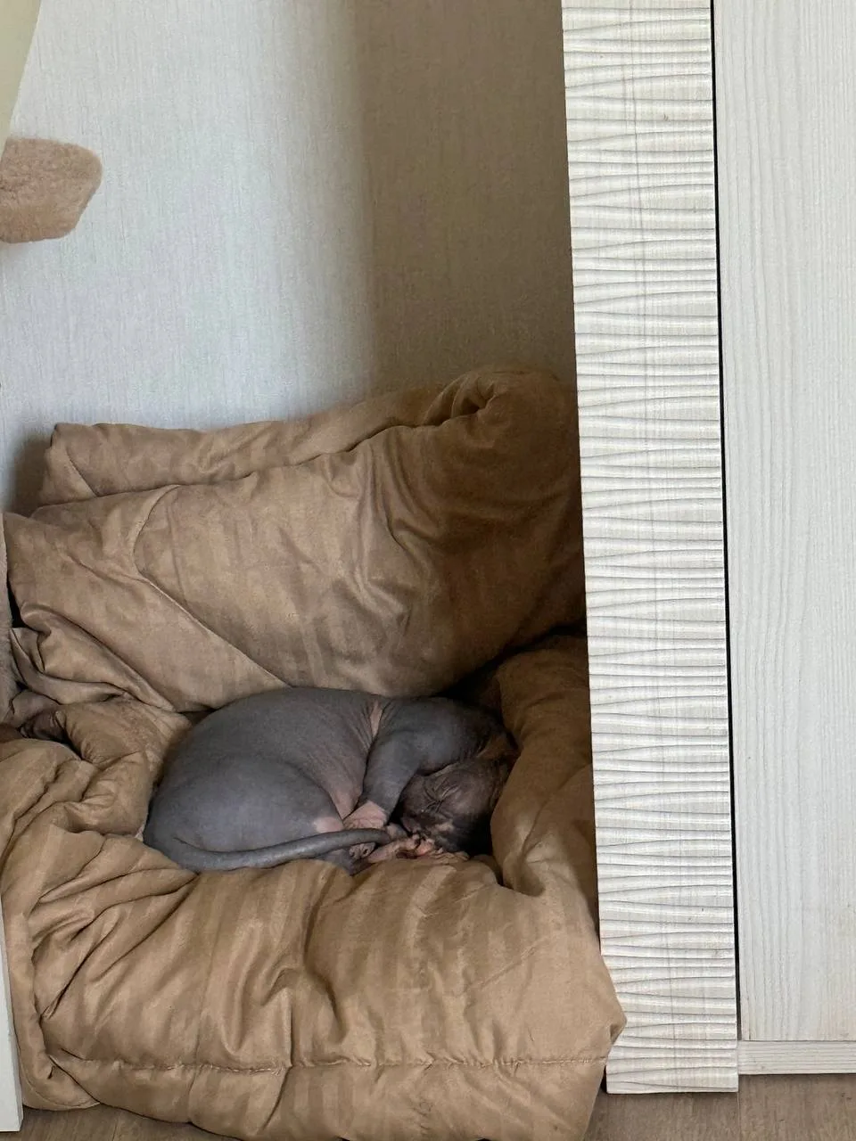 Не так-то просто, оказывается, записать кота на кастрацию. 😅

Сначала нужно купить успокоительное, 