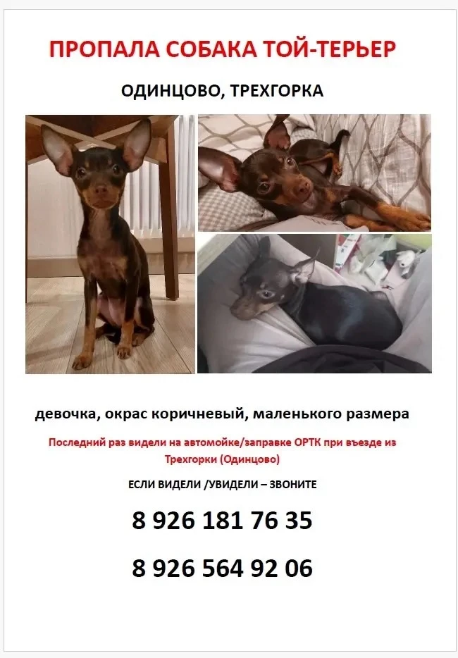 Обратилась подписчица с просьбой, разместить данное объявление.
Потерялась любимица🙏
Может кто-то в