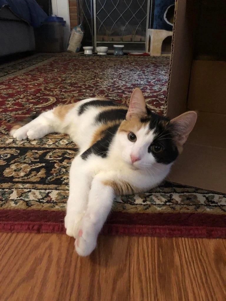 #КотикПодписчика 🥰