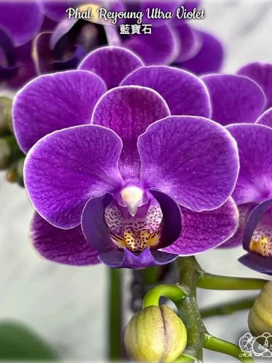 В наличии Фаленопсисы (размер 2.5, не цветут):

1) Reyoung Ultra Violet - 1190 р.
высота при цветени