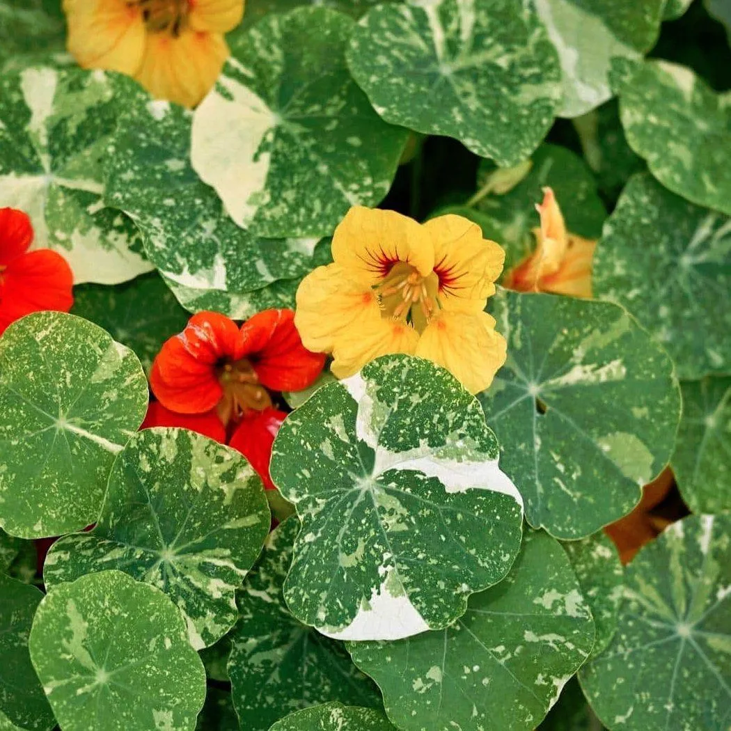 КАЛЕНДАРЬ 🌷
Биодинамический календарь по уходу за растениями 
на 5-6 августа

Неблагоприятный день 