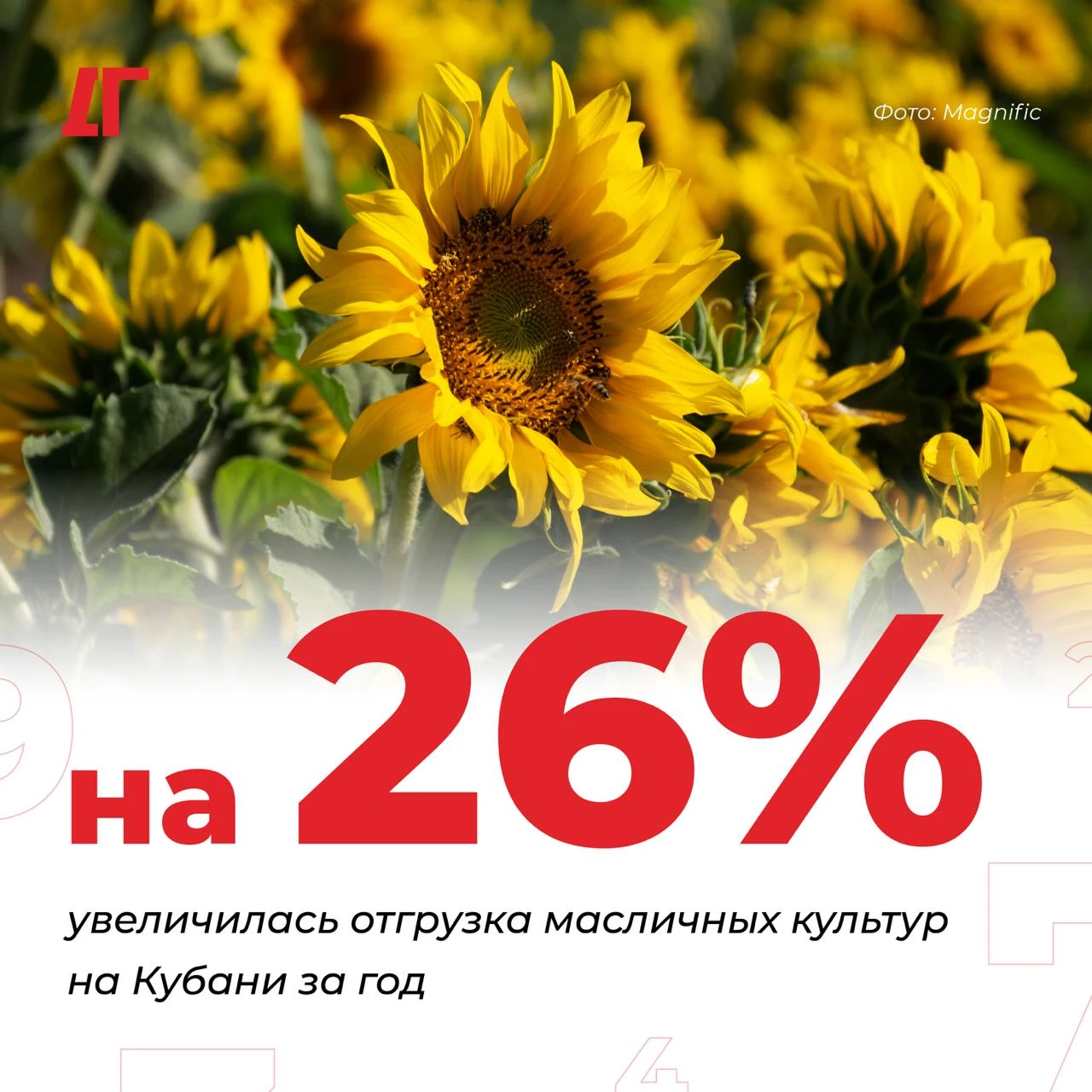 На Кубани отгрузка масличных культур увеличилась на 26% за год