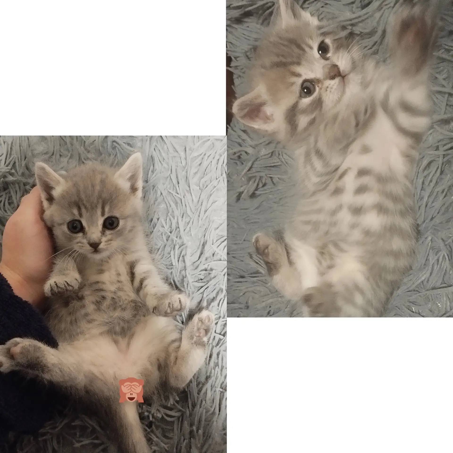 🐾 Шотландские котята — ждут своих хозяев! 🐾