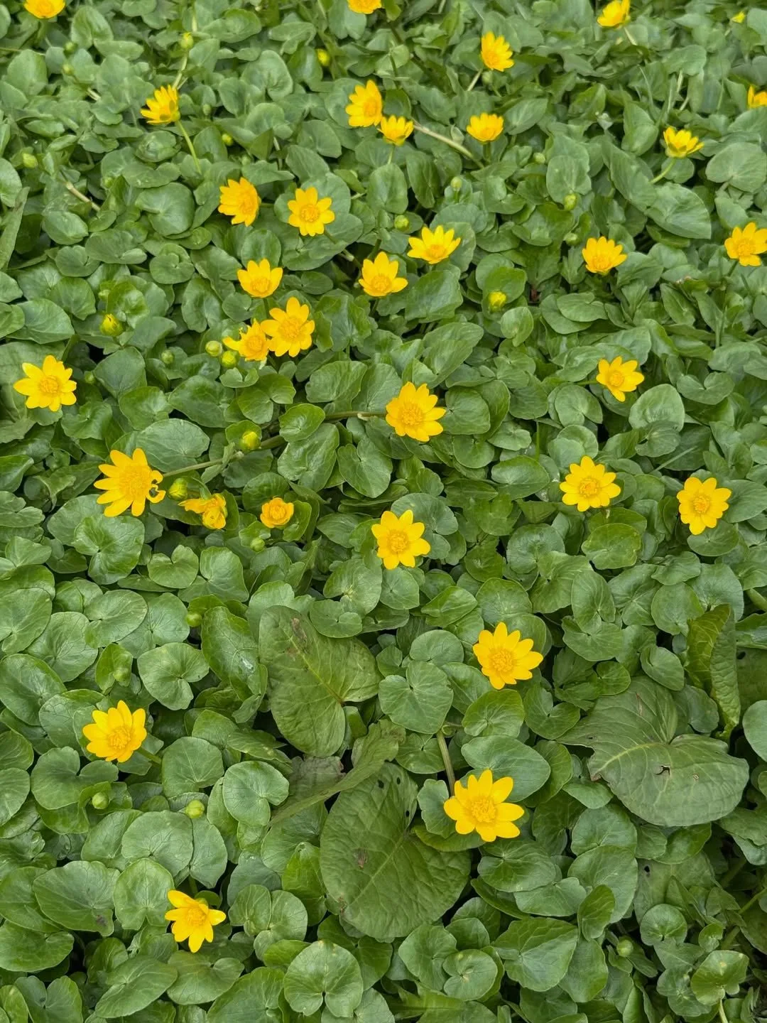 Весна на Ангарских прудах 🌿