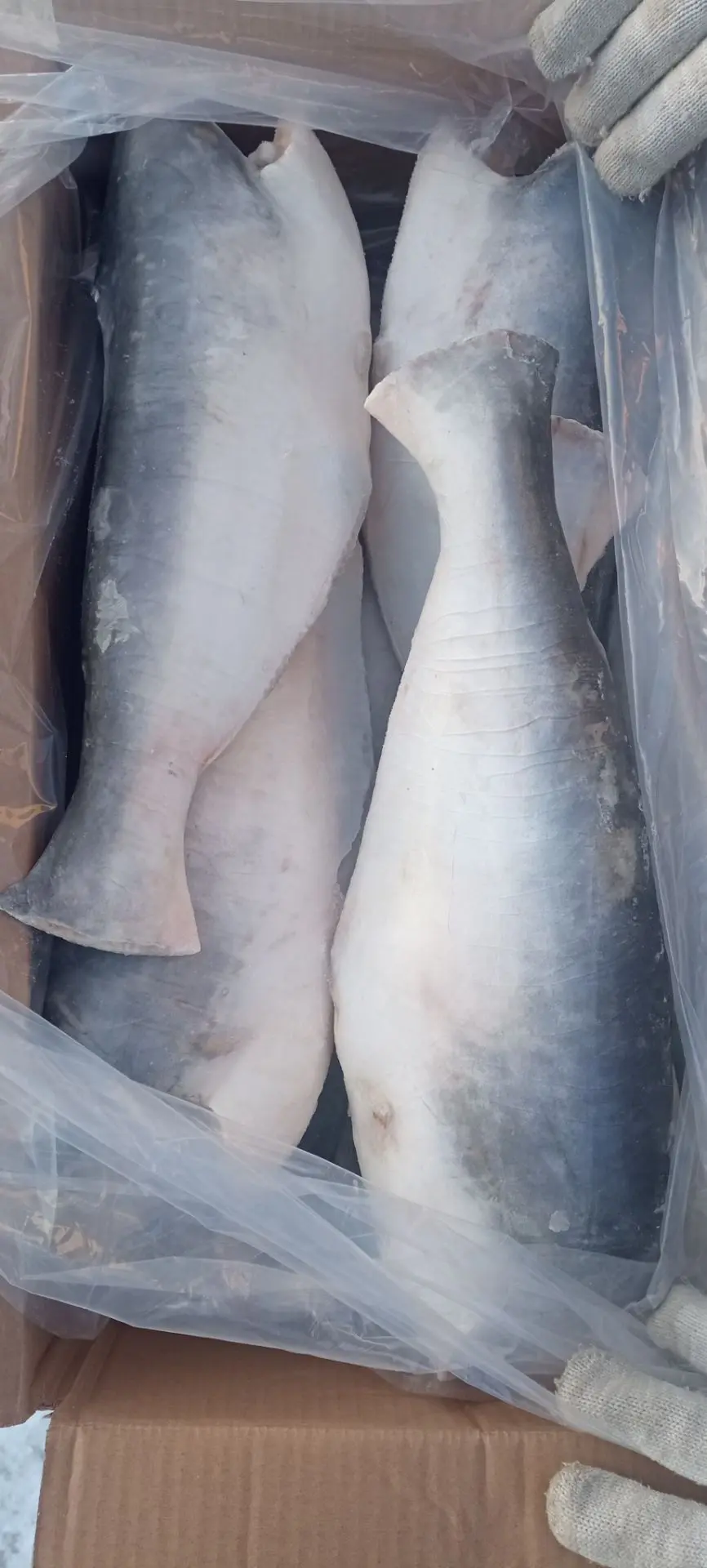 🐟Пангасиус с/м тушка 1кг +
Цена розничная: 320 р/кг
Цена от 10 кг: 295 р/кг