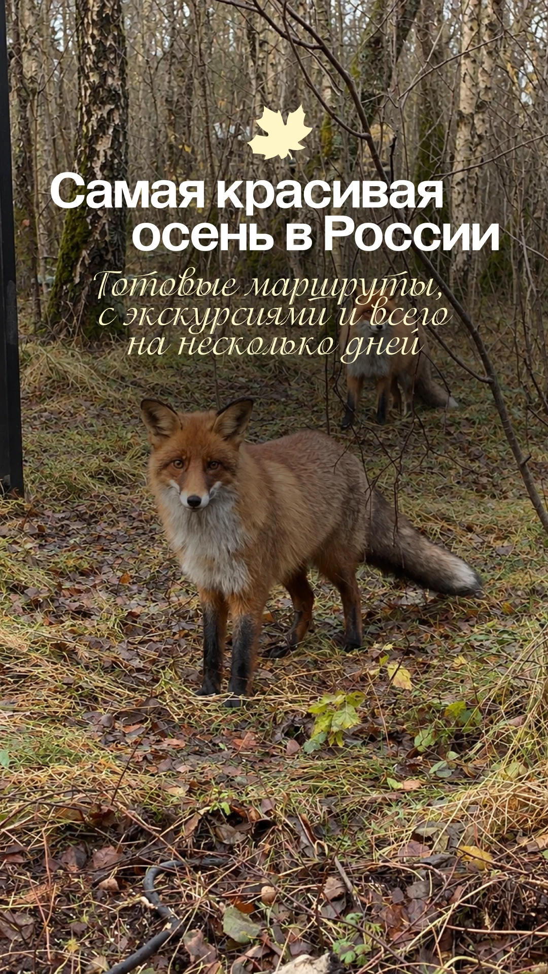 Осень, ради которой хочется путешествовать: красивые маршруты по России 😍🍂