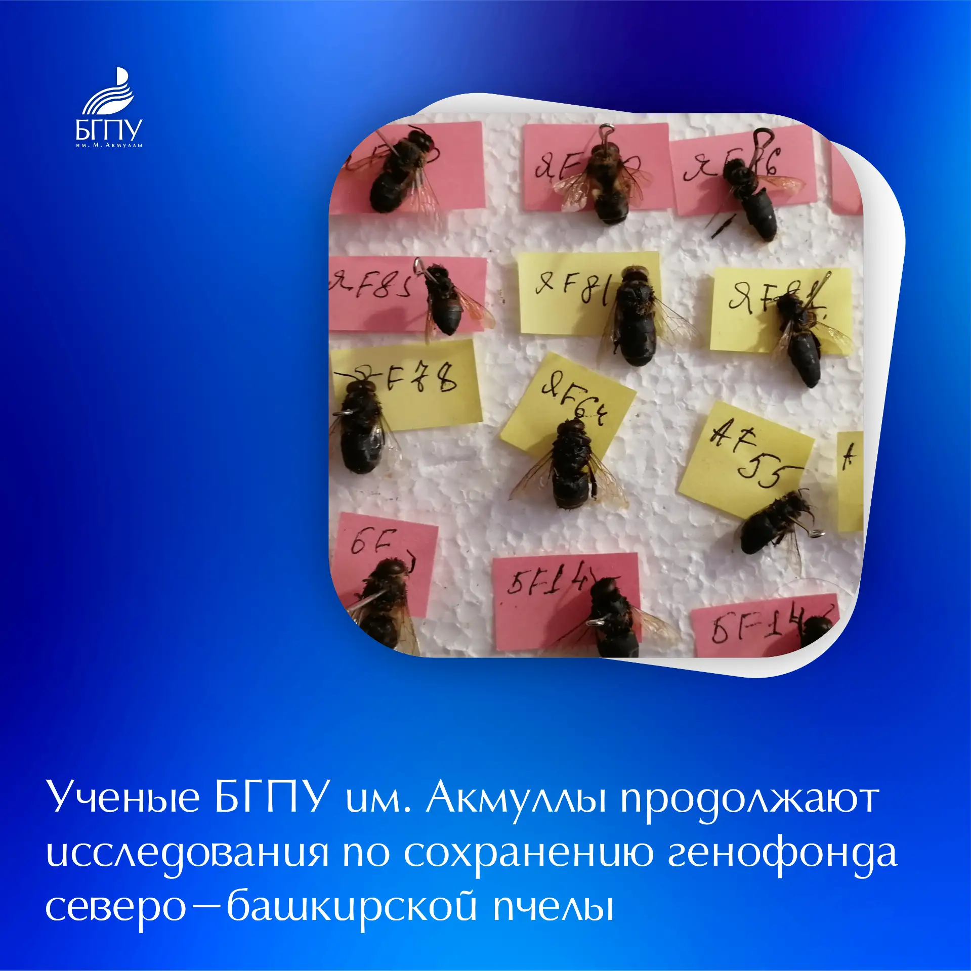 🐝 В Башкортостане продолжаются исследования по сохранению генофонда северо-башкирской ...