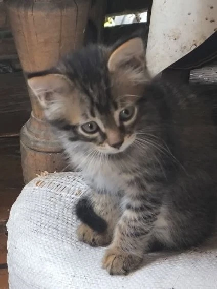 Котята от бездомной кошки ищу дом!!! Есть мальчики и девочки. Доставку организуем!! Еле...