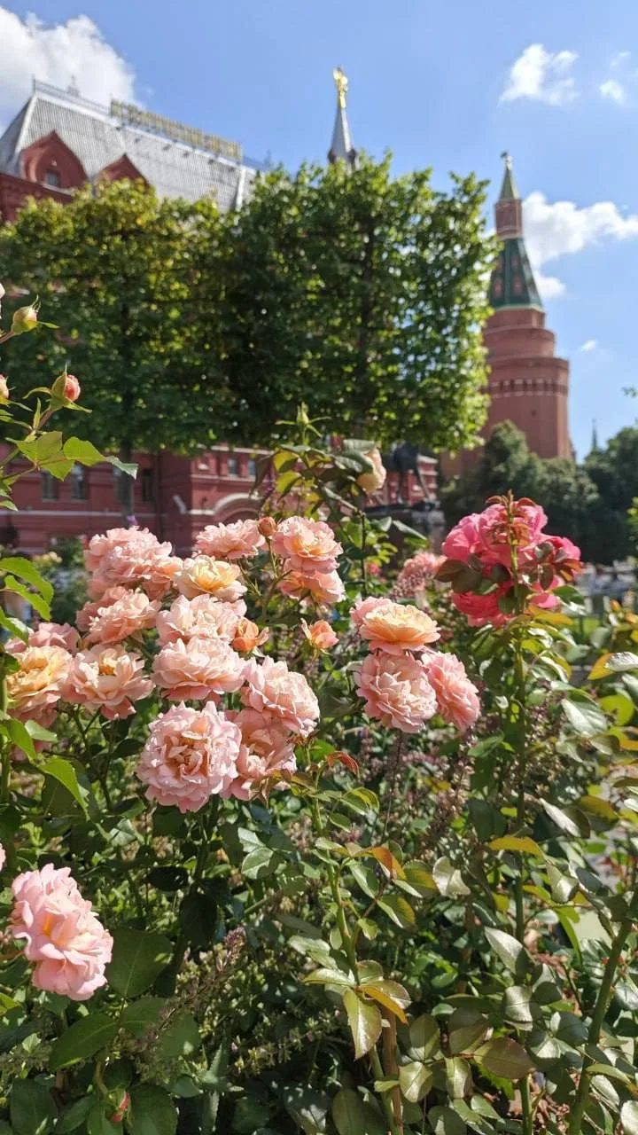 🌺 Идем гулять на Манежную — сейчас там нереальная красота

Только представьте, какие классные фотог