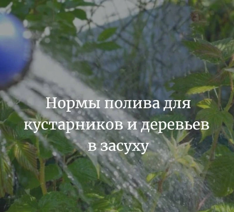 🌳Нормы полива для кустарников и деревьев в засуху