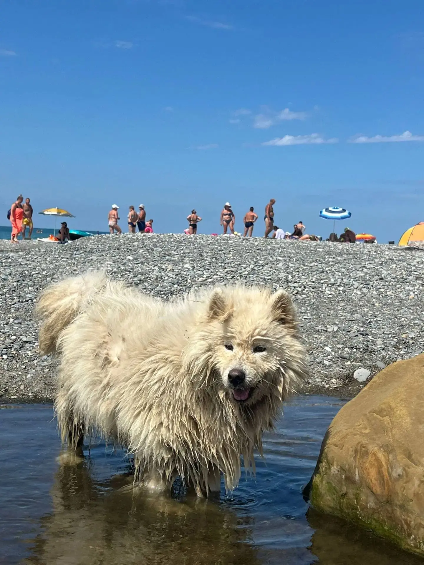 Добрый день. Вот такое чудо бегает на пляже между Якорной щелью и Совхозом в Лазаревско...