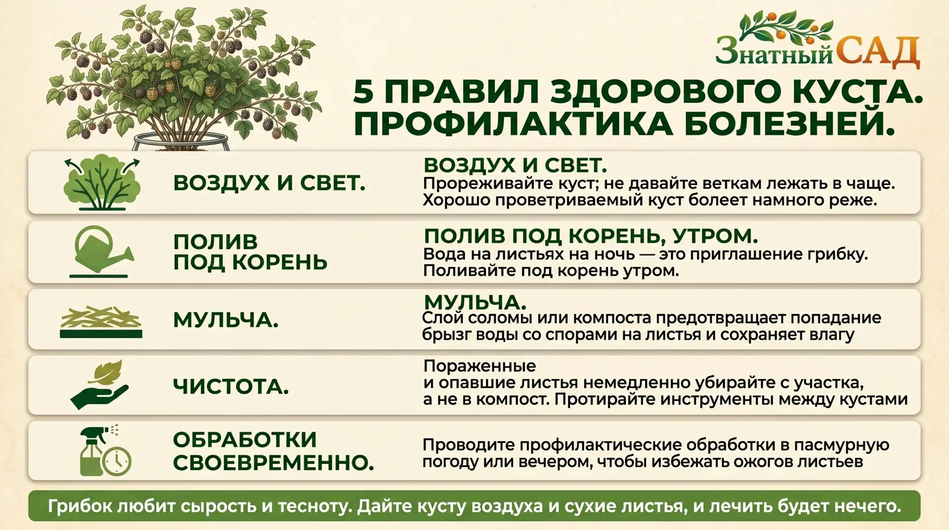 🎓 ШКОЛА ЗНАТНОГО САДОВОДА
Урок 10: Как сделать, чтобы куст не болел

В прошлый раз мы учились узнав