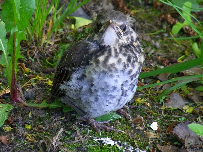 Малыш на земле? НЕ СПЕШИТЕ ЕГО СПАСАТЬ! 🐦
Наступил сезон слётков (подросших птенцов, которые учатся