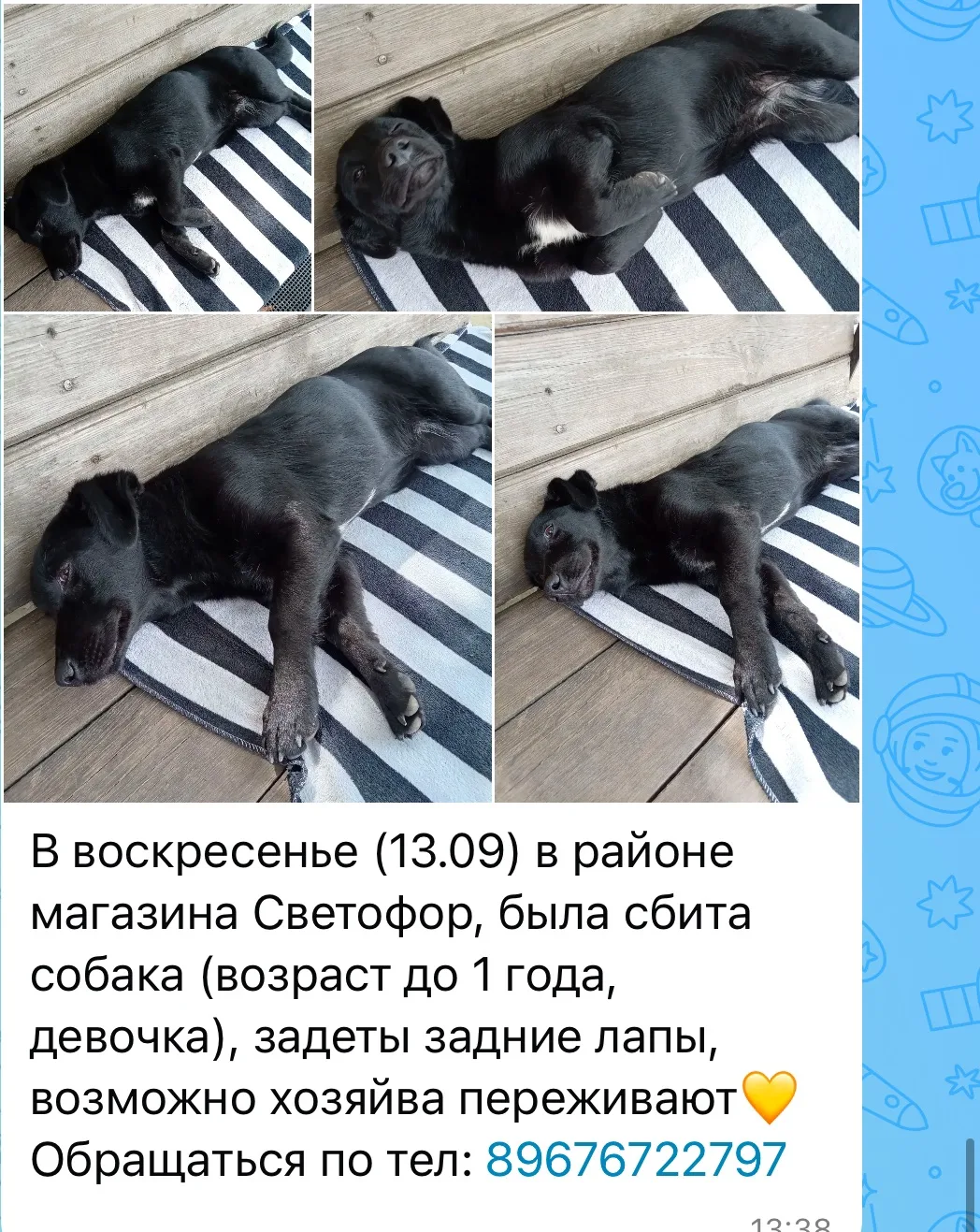 ‼️Чья потеряшка?