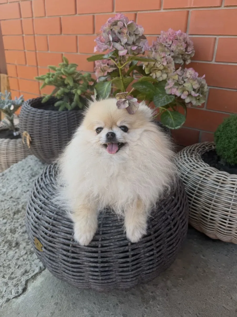 Ну что за милота☺️🥰и цветочек от гортензии подчеркнул это.