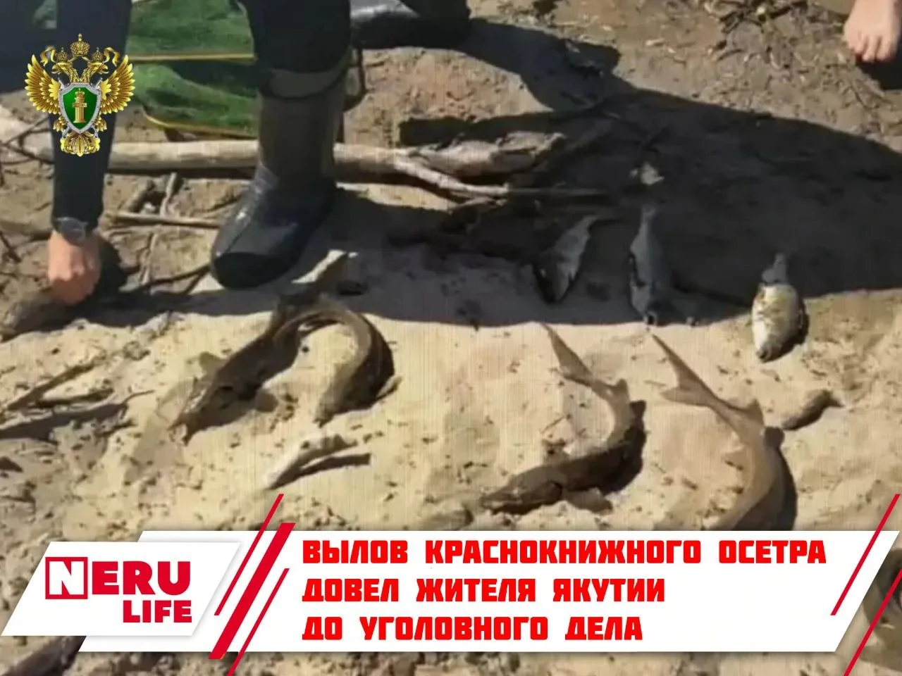 Вылов краснокнижного осетра довел жителя Якутии до уголовного дела