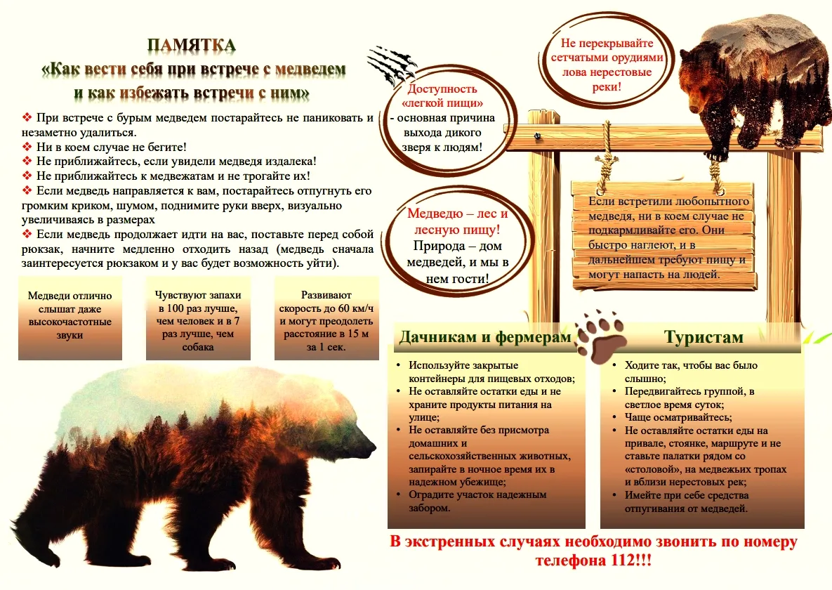 Медведи в Дивногорске! Кто отвечает за нашу безопасность и что делать при встрече со зв...