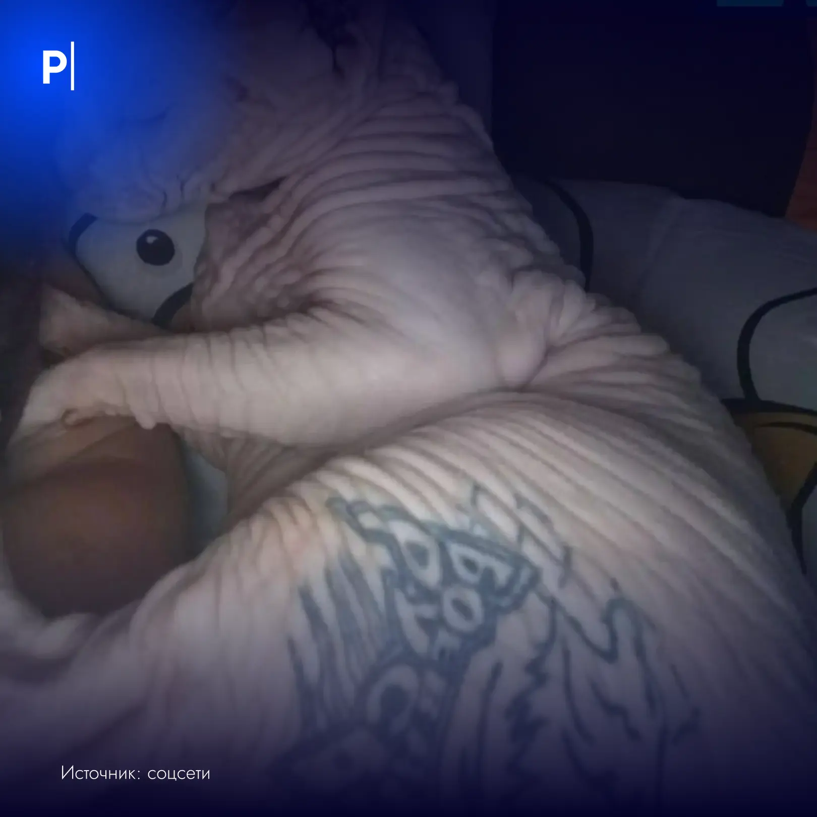🐈Татуировщик из Ростова набил коту-сфинксу татуировку и выбросил его.