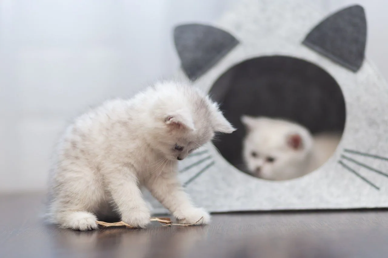 🐈 Зоопсихолог назвала главные критерии выбора корма для кошек