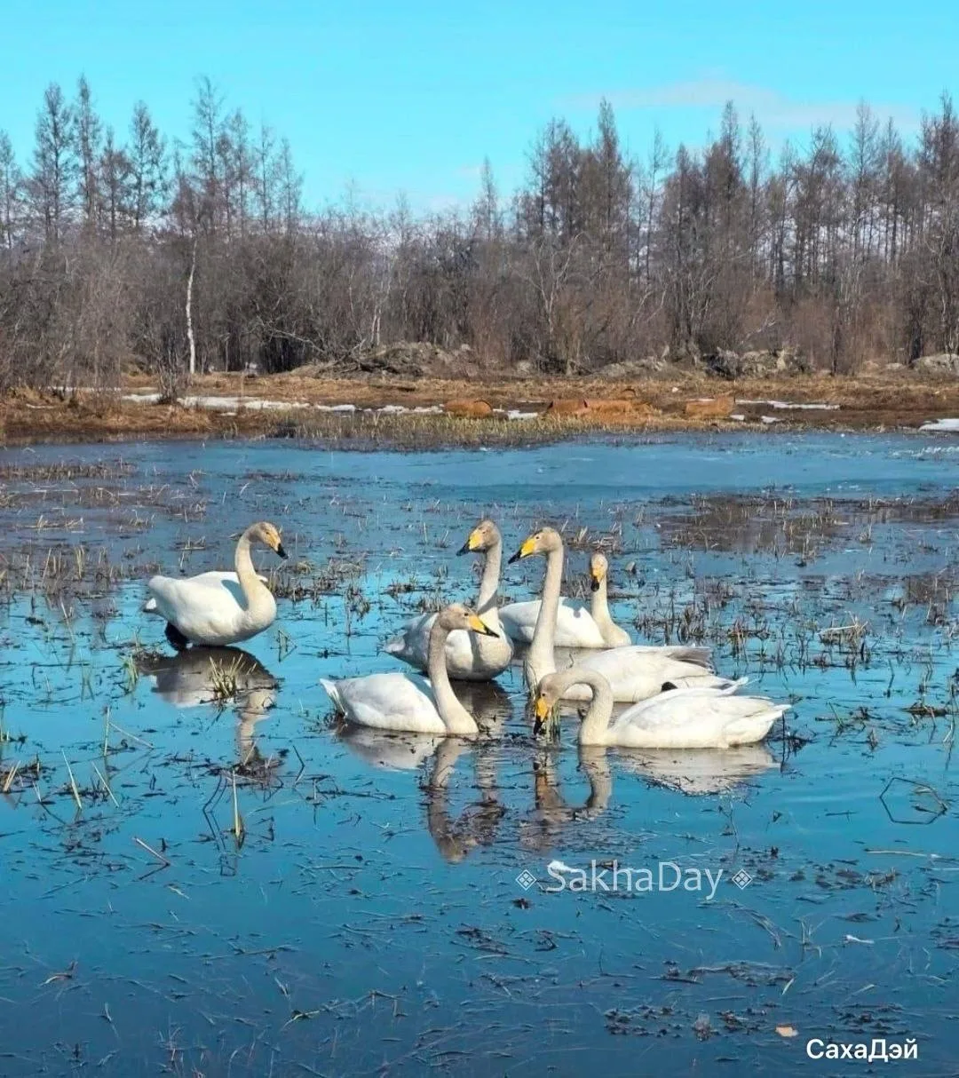 😍 Настоящее «Лебединое озеро» наблюдают жители Момы   На местном водоёме поселились десятки красивых