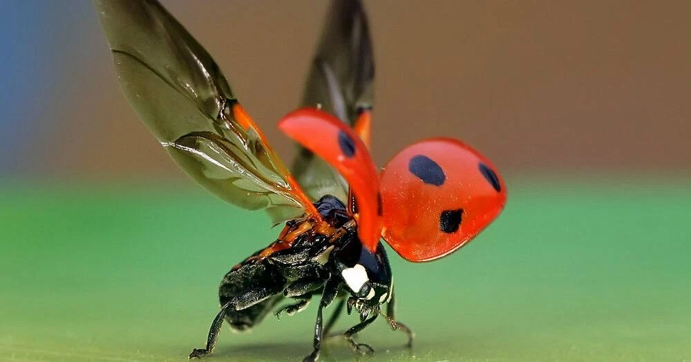 🐞 У божьей коровки крылья раскрываются благодаря сложной работе мышечной системы. Надк...