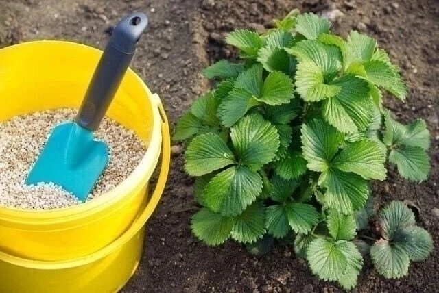 И клубнику необходимо подкармливать! 🍓

В ведро горячей воды наливаю примерно треть и добавляю по п
