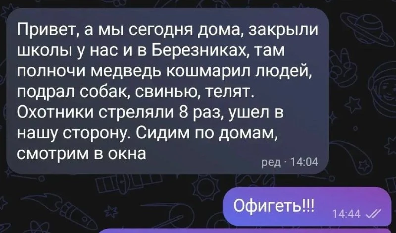 Медведь загрыз девять собак в Нижнеилимском районе. Школьников отправили на дистант.