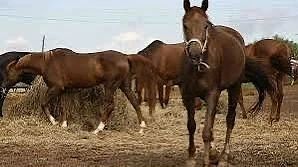 🐎 Россияне должны пересаживаться на лошадей вместо авто из-за дефицита бензина — милли...