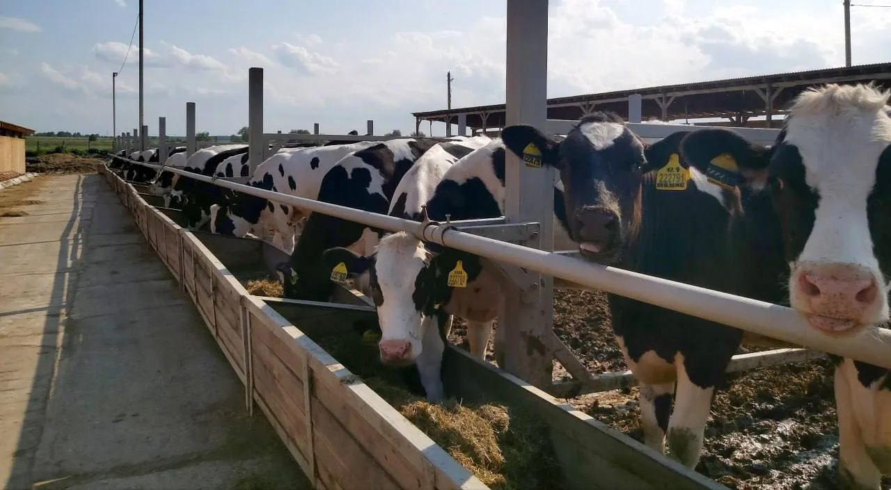 🥛Молоко будущего рождается в Воскресенске!  🏠 АО «Воскресенское» получило разрешение на строительств