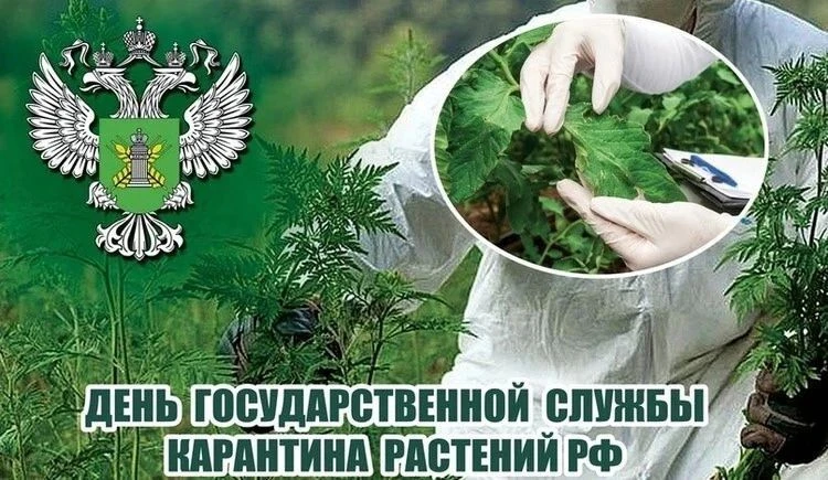 95 лет со дня создания Государственной службы карантина растений.