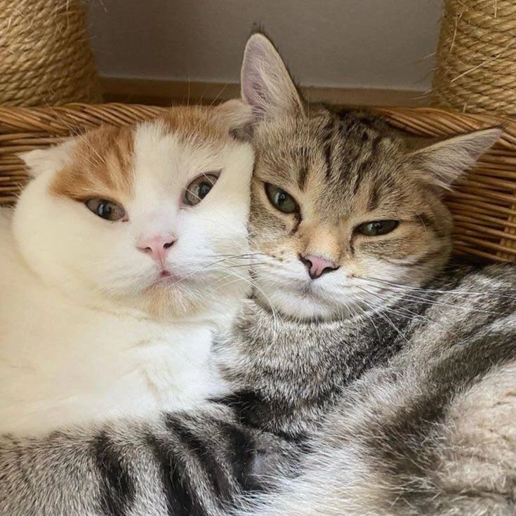Котики говорят: хватит переписываться ☝️