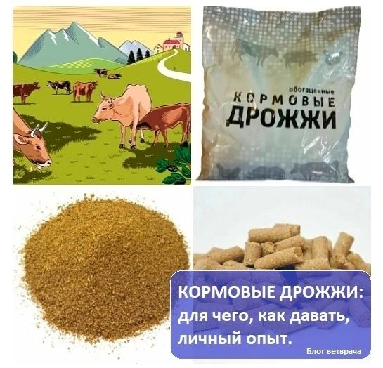 КОРМОВЫЕ ДРОЖЖИ: для чего, как давать, личный опыт.