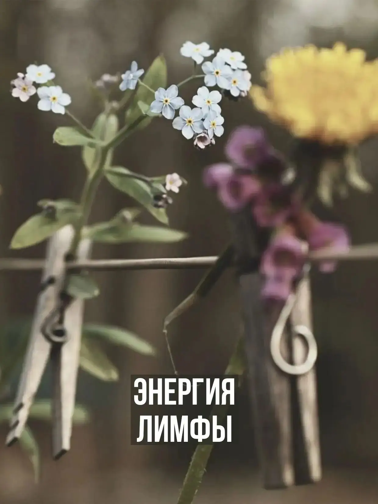 ЭНЕРГИЯ ЛИМФЫ