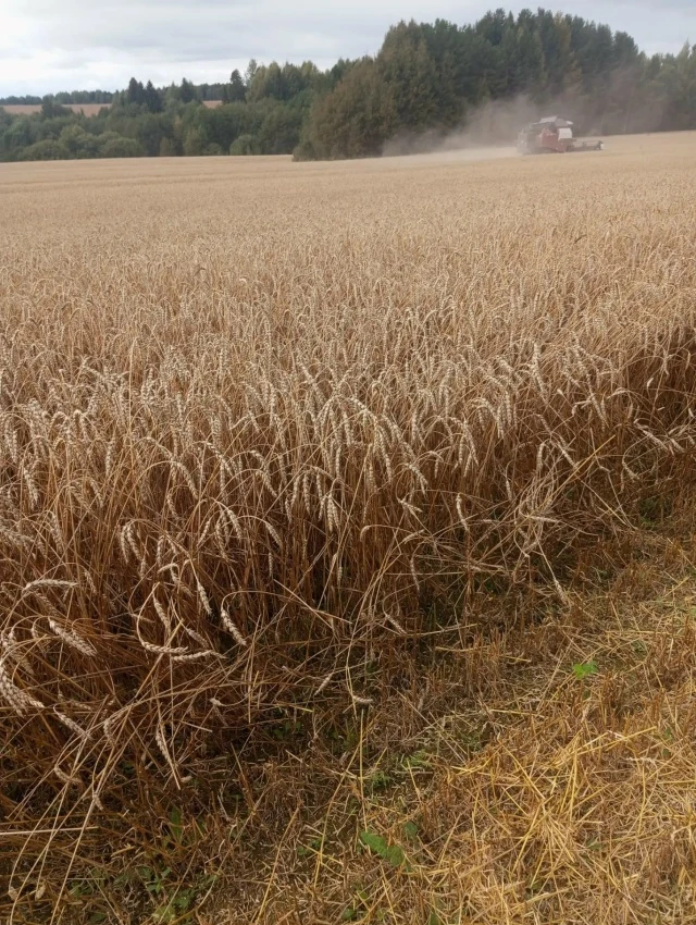 🚜У растениеводов продолжаются полевые работы.  По оперативным данным убрано  45 % зерн...