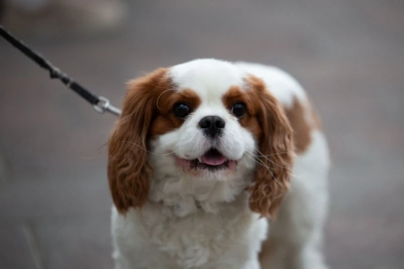 🐶Щенок оказался виртуальным: житель Уссурийска лишился 95 тысяч рублей