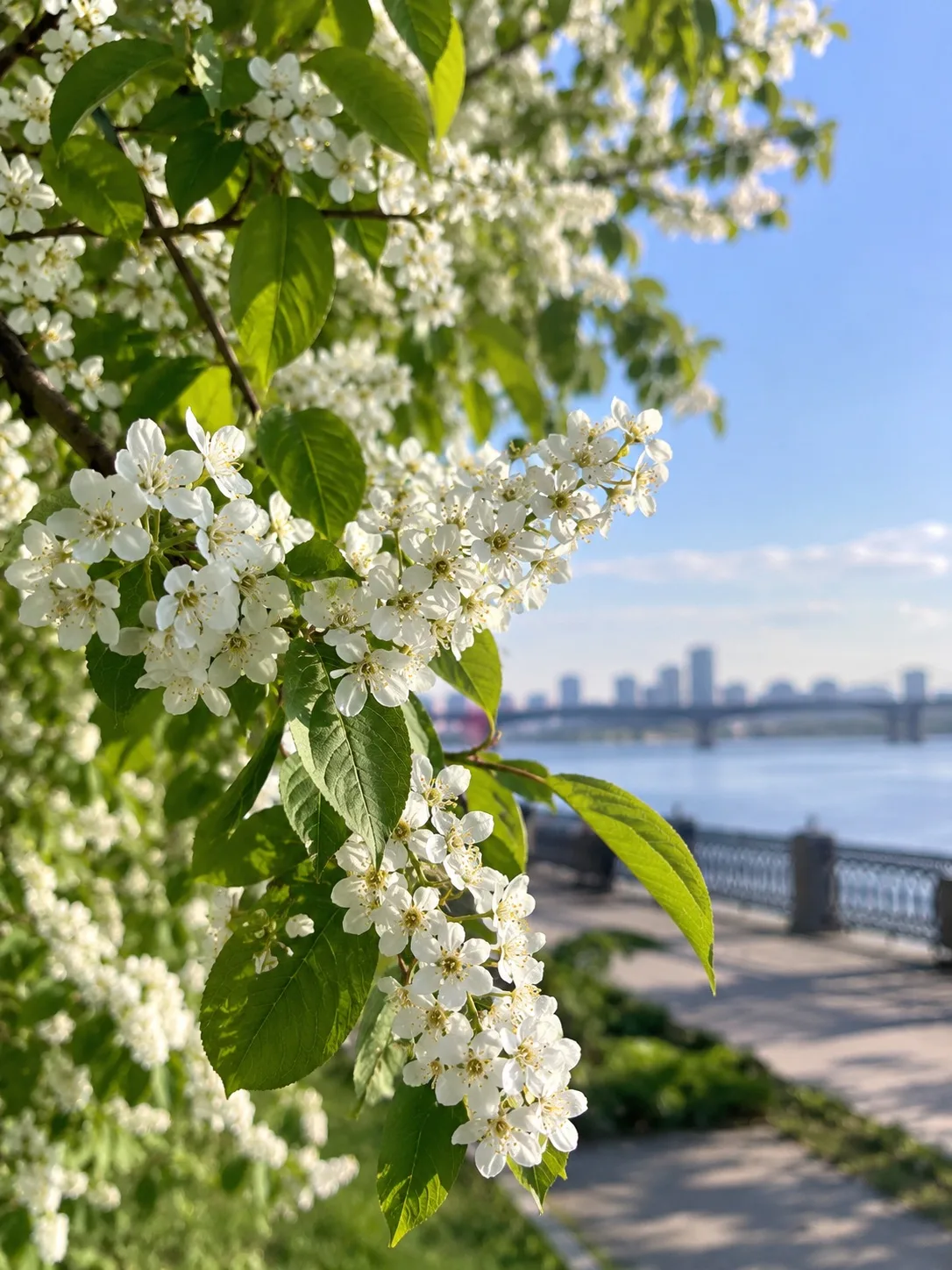 🌸 Сентябрьское цветение черёмухи и яблони в Новосибирске